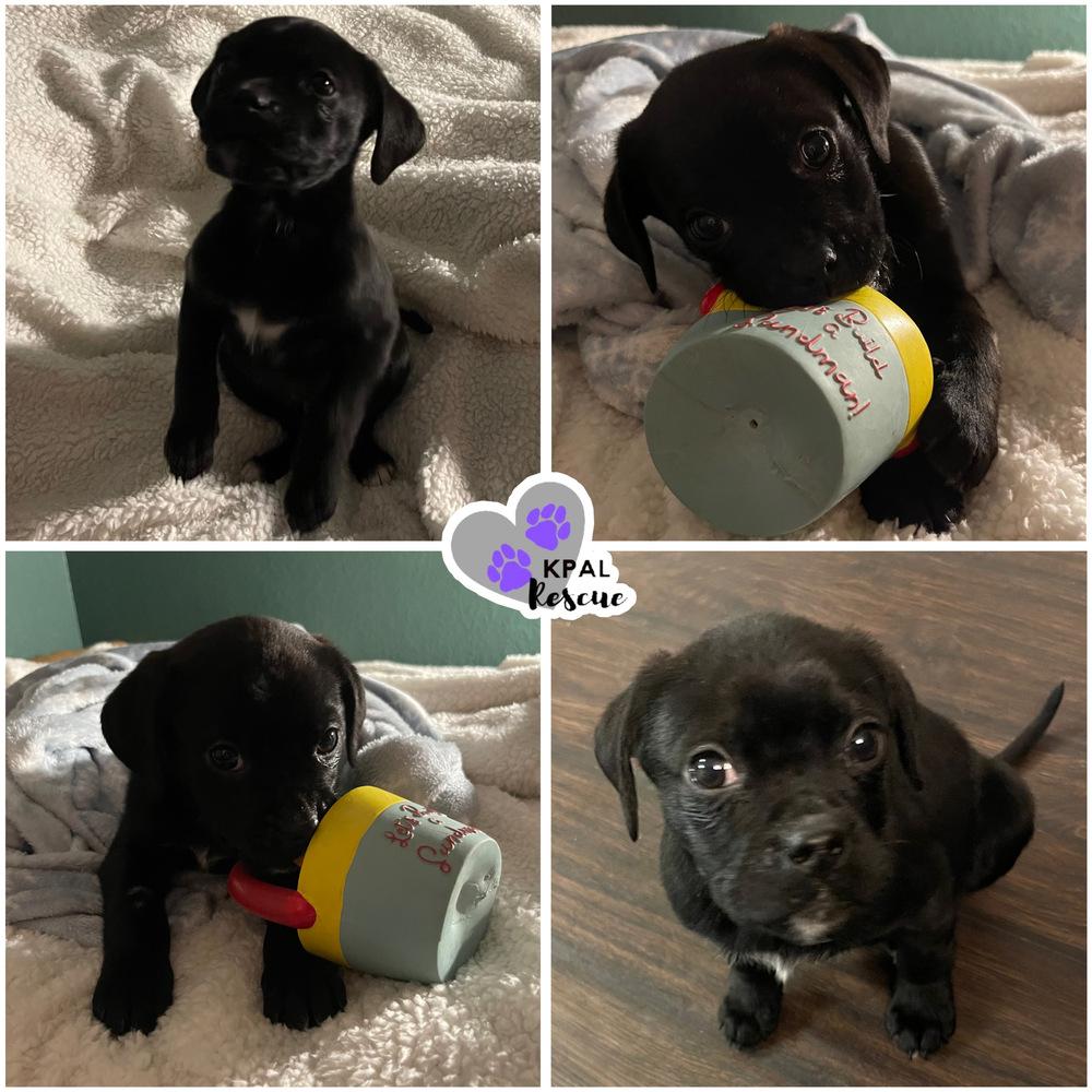 Enlarge Cypher - Byte Litter, a Adopted mixed breed in Kenai, AK image 1/1