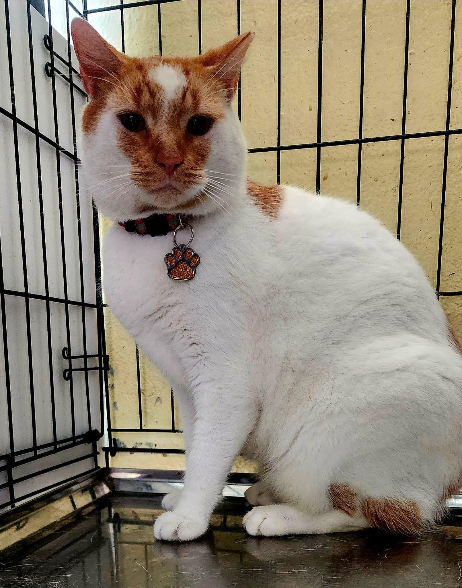 Praline, a Adoptable Domestic Short Hair in Manchester, NH image 4/6