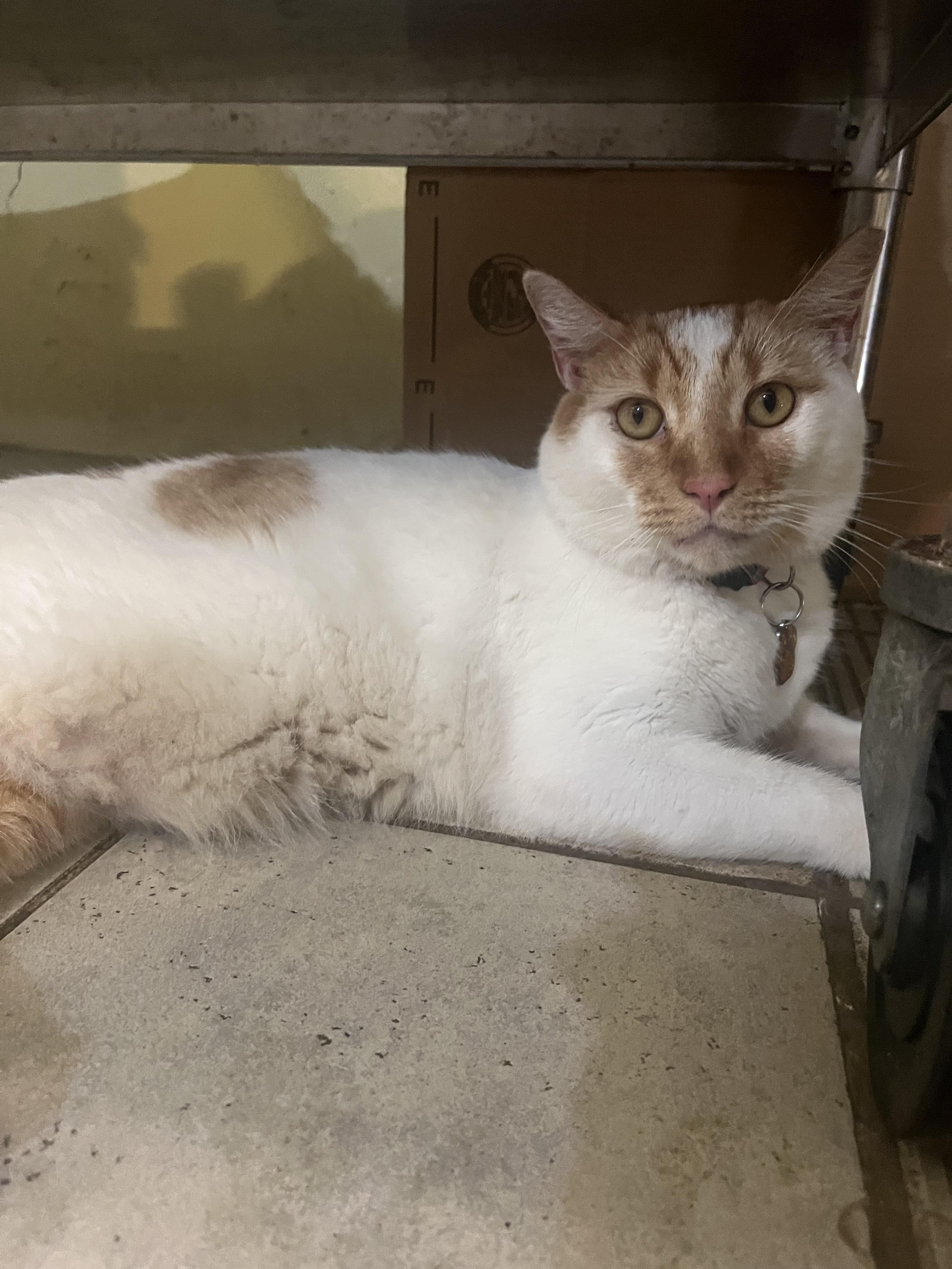 Praline, a Adoptable Domestic Short Hair in Manchester, NH image 1/6