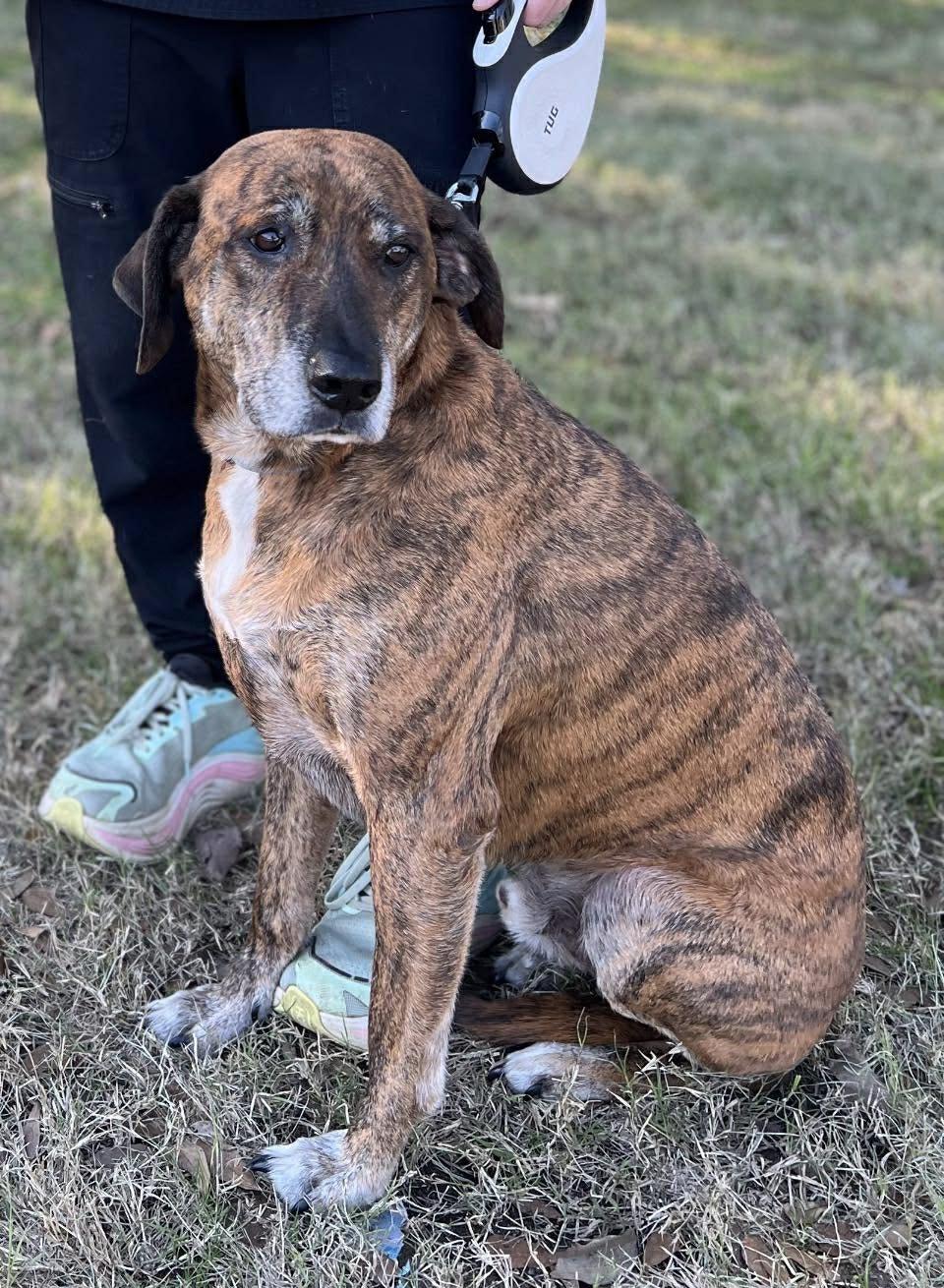 Enlarge TIGGER -  (JJ) COMO TEXAS, a ADOPTABLE mixed breed in COMO, TX image 3/3