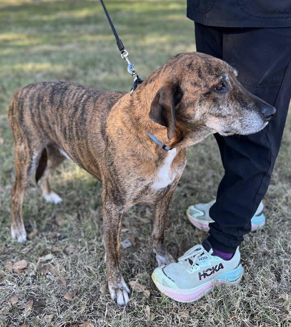 Enlarge TIGGER -  (JJ) COMO TEXAS, a ADOPTABLE mixed breed in COMO, TX image 2/3