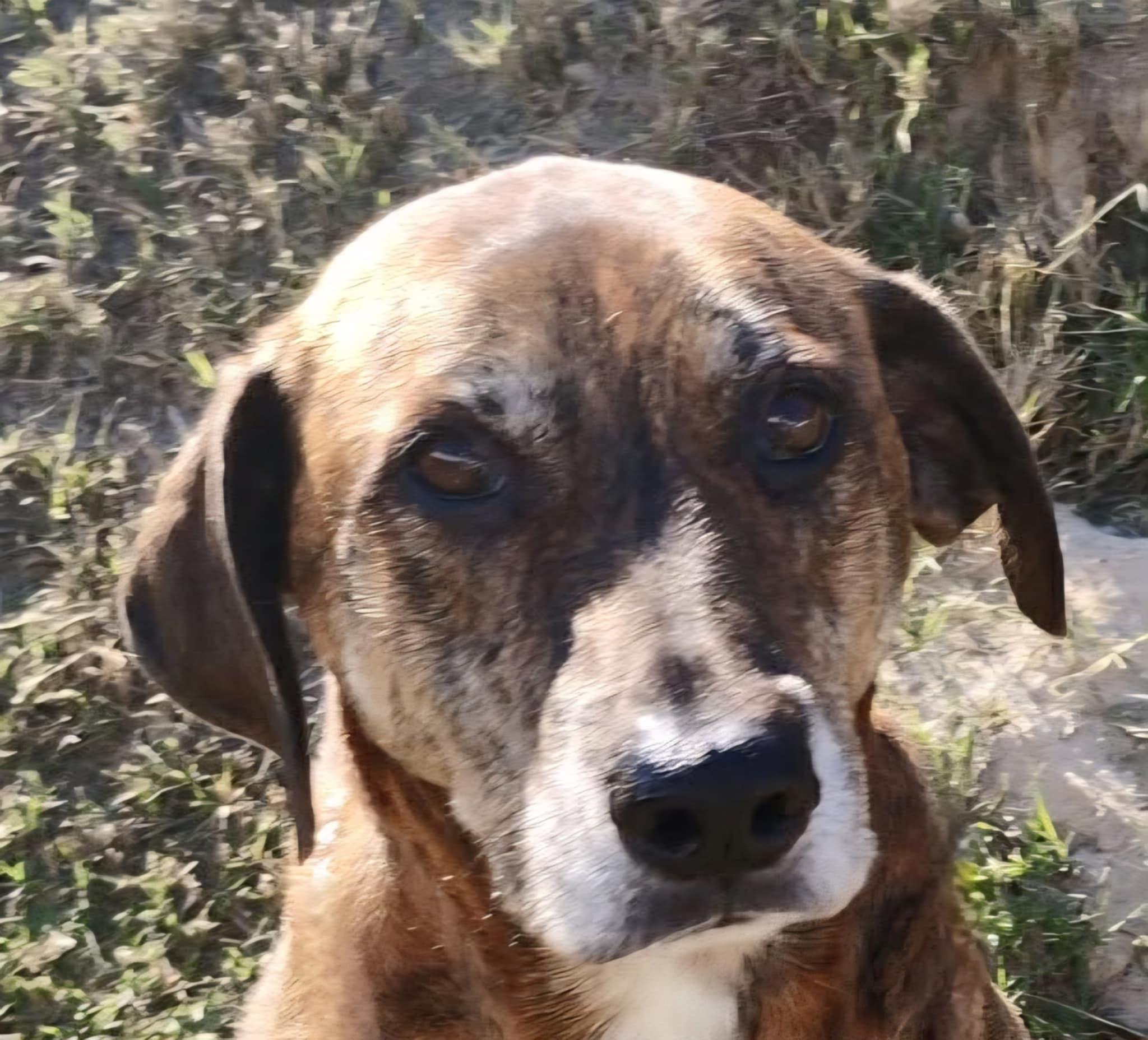 Enlarge TIGGER -  (JJ) COMO TEXAS, a ADOPTABLE mixed breed in COMO, TX image 1/3