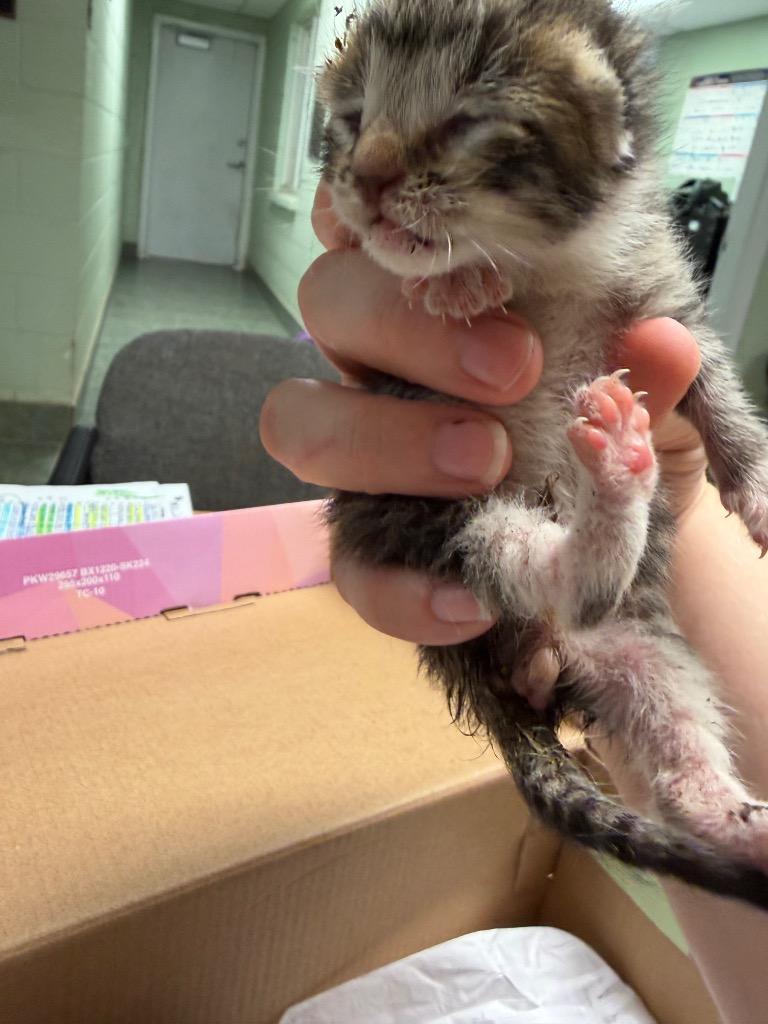 Thor 2, Adopted, Kitten Male Domestic Short Hair.