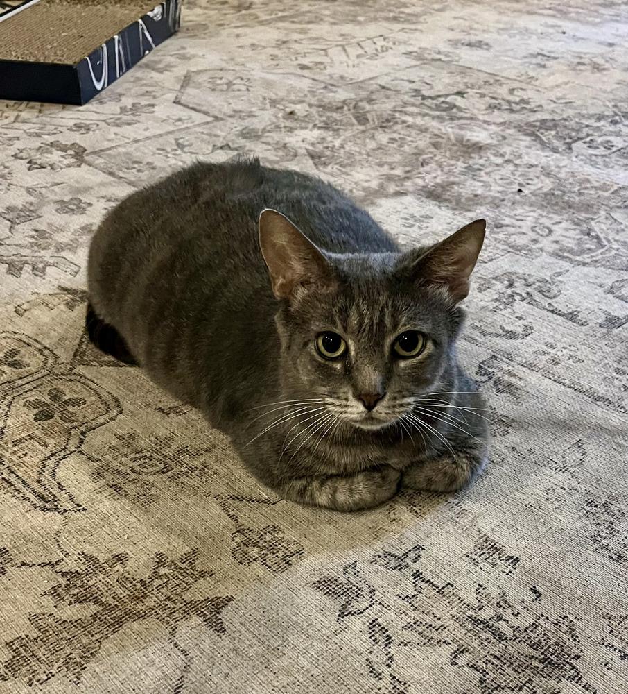 Koa, Adoptable, Adult Male Domestic Short Hair.