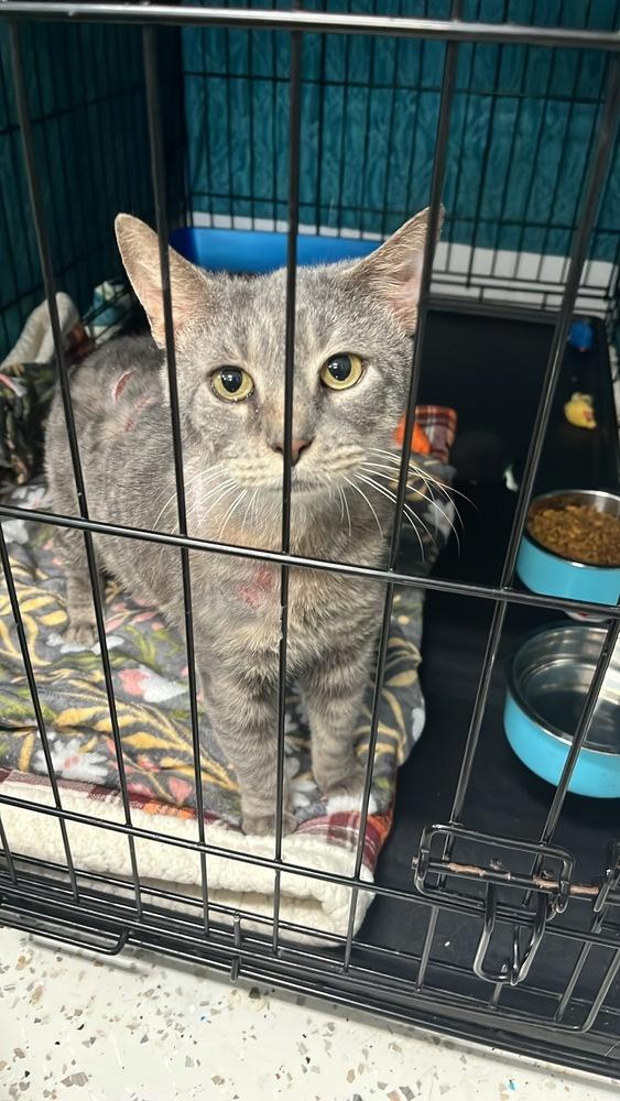 Enlarge Koa, a Adoptable Domestic Short Hair in Emerald Isle, NC image 2/4