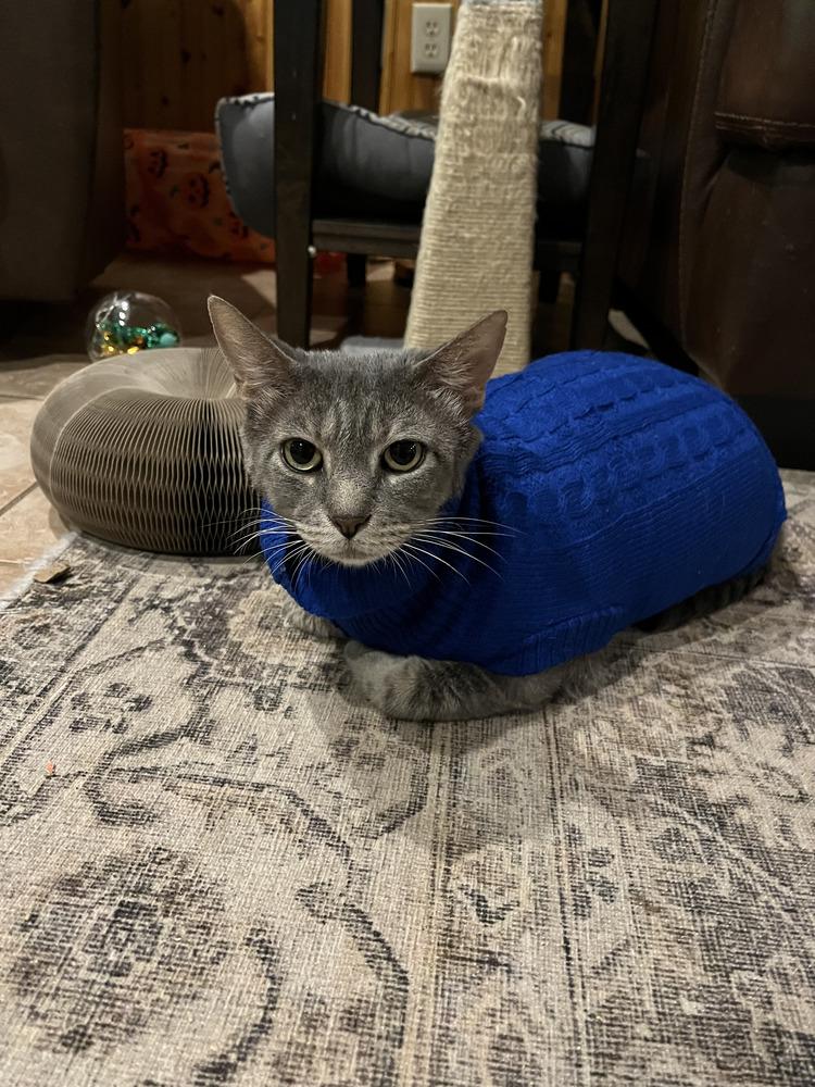 Enlarge Koa, a Adoptable Domestic Short Hair in Emerald Isle, NC image 3/4