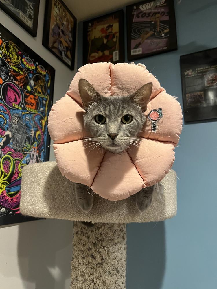 Enlarge Koa, a Adoptable Domestic Short Hair in Emerald Isle, NC image 4/4