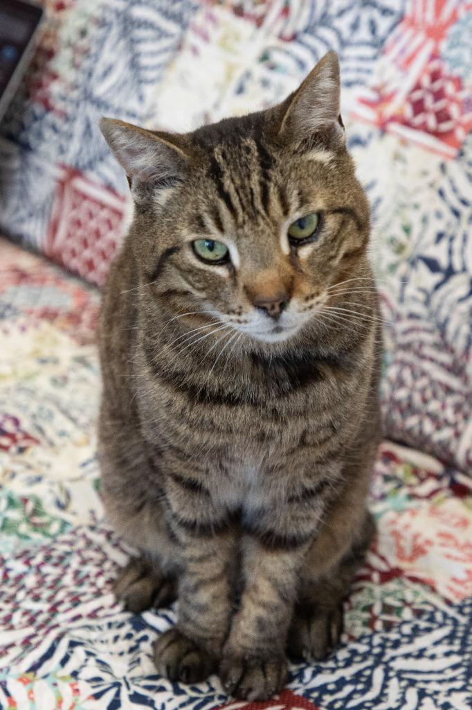 Tacoma, Adoptable, Senior Male Domestic Short Hair.