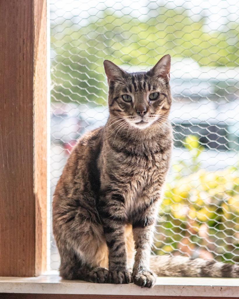 Enlarge Tacoma, a Adoptable mixed breed in Napa, CA image 2/5