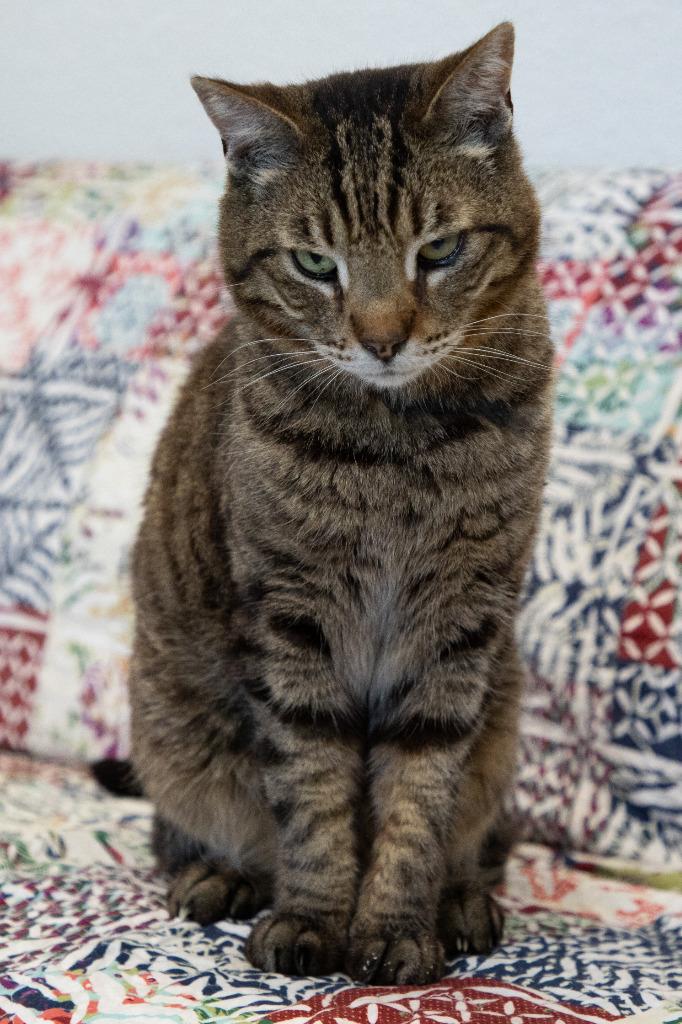 Enlarge Tacoma, a Adoptable mixed breed in Napa, CA image 4/5