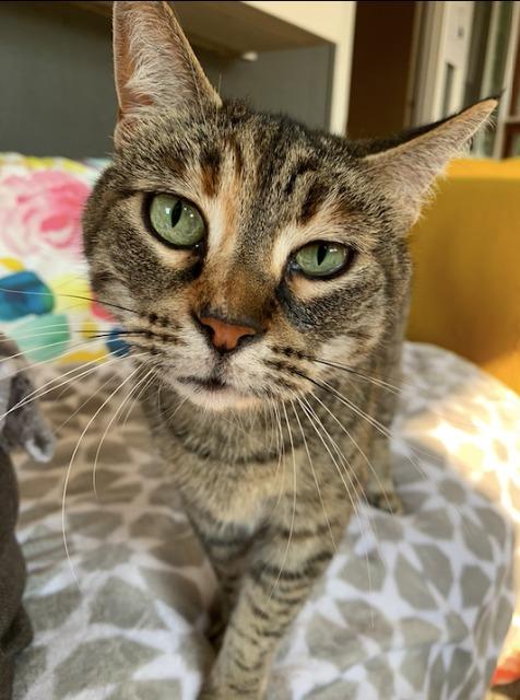 Enlarge Tacoma, a Adoptable mixed breed in Napa, CA image 4/5