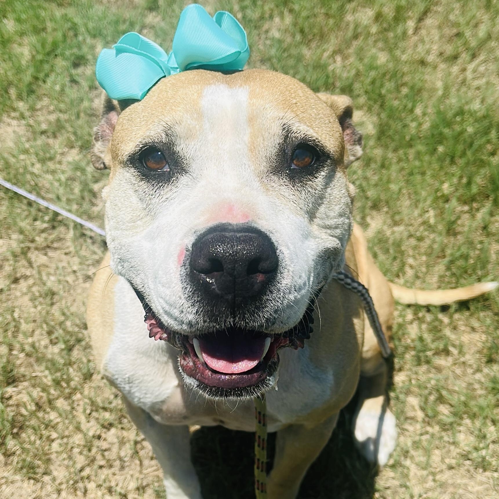 Bonnie, Adoptable, Adult Female Boxer.