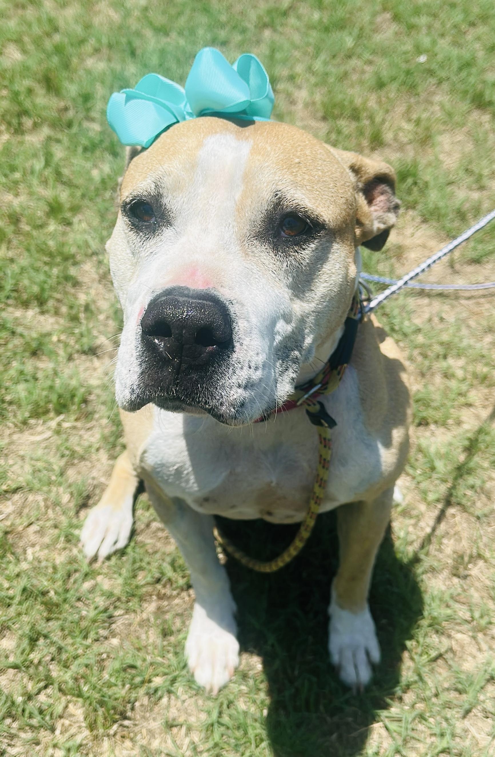 Enlarge Bonnie, a Adoptable mixed breed in Gonzales, TX image 5/5