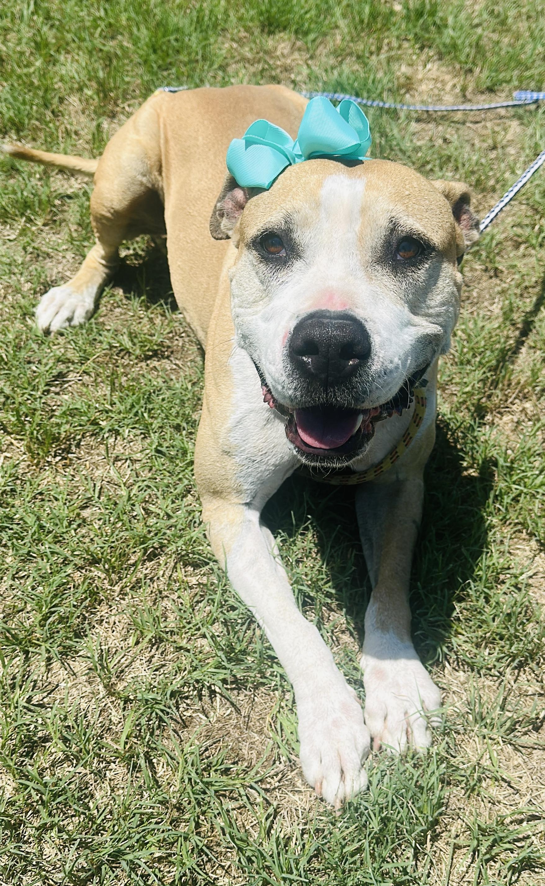 Bonnie, Adoptable, Adult Female Boxer.