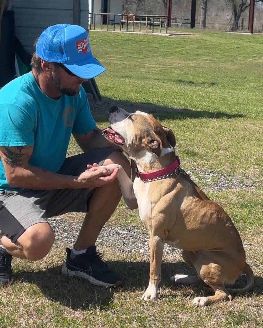 Enlarge Bonnie, a Adoptable mixed breed in Gonzales, TX image 2/5