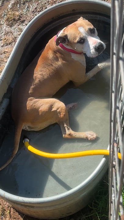 Enlarge Bonnie, a Adoptable mixed breed in Gonzales, TX video 3/5