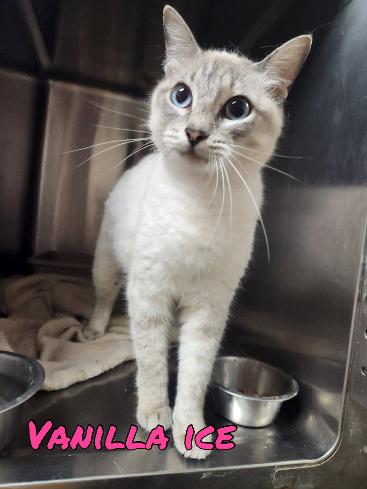 Vanilla Ice, Adoptable, Adult Female Siamese.