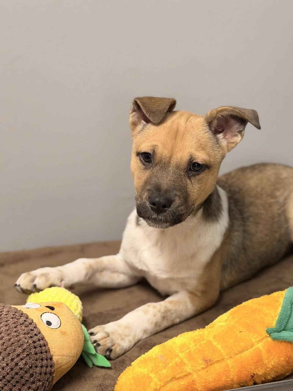 Cassidy, an adoptable mixed breed in Sparta, NJ image 4/6