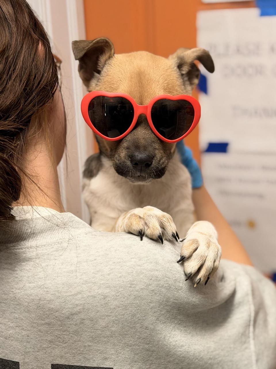Cassidy, adoptable, Puppy Female Labrador Retriever & Australian Cattle Dog / Blue Heeler.