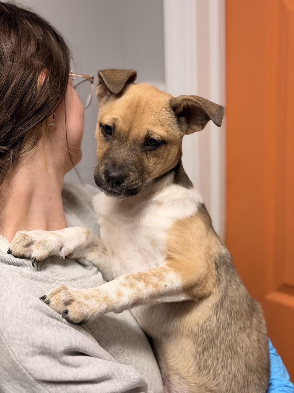 Cassidy, an adoptable mixed breed in Sparta, NJ image 3/6