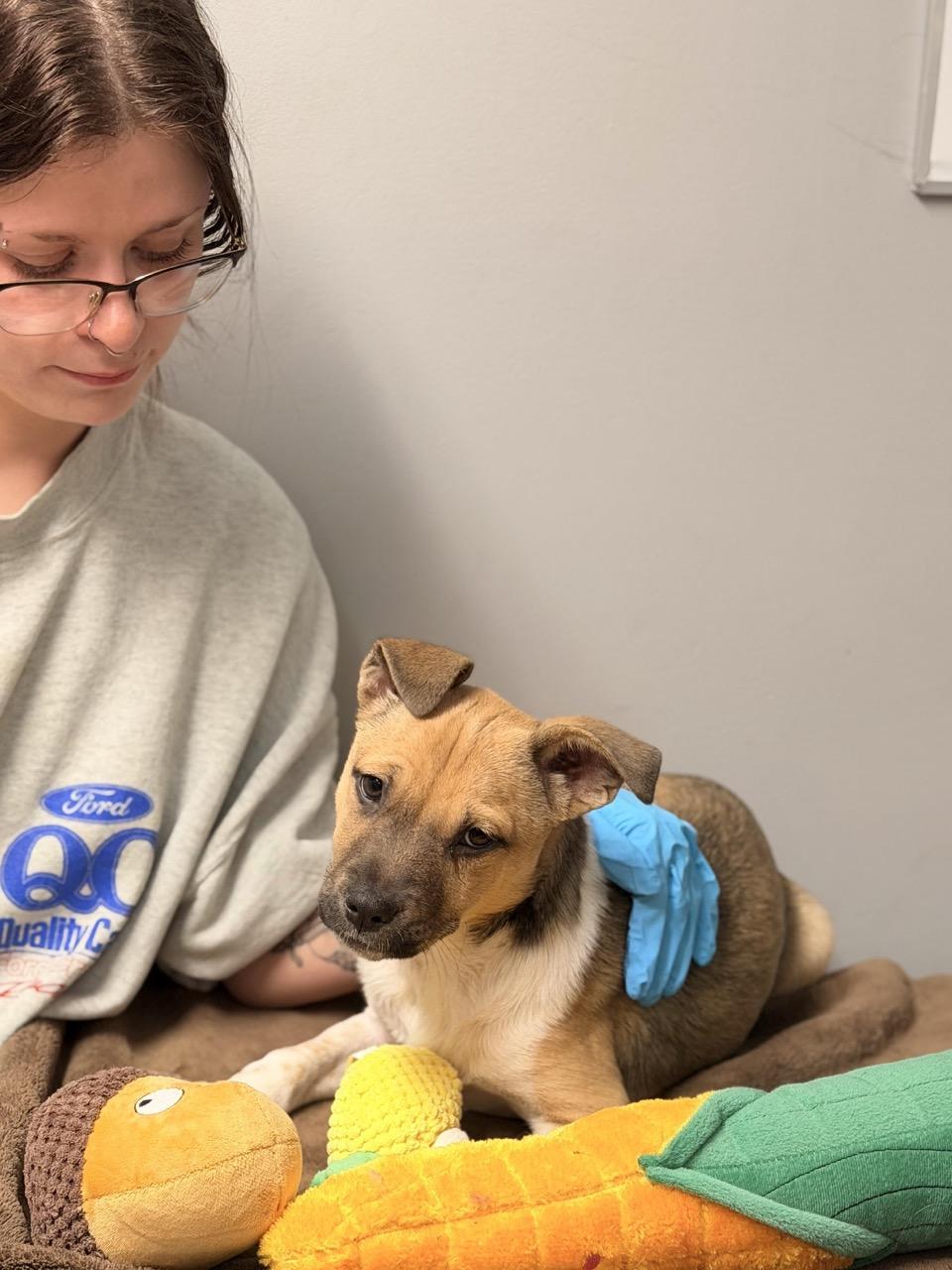 Cassidy, an adoptable mixed breed in Sparta, NJ image 5/6