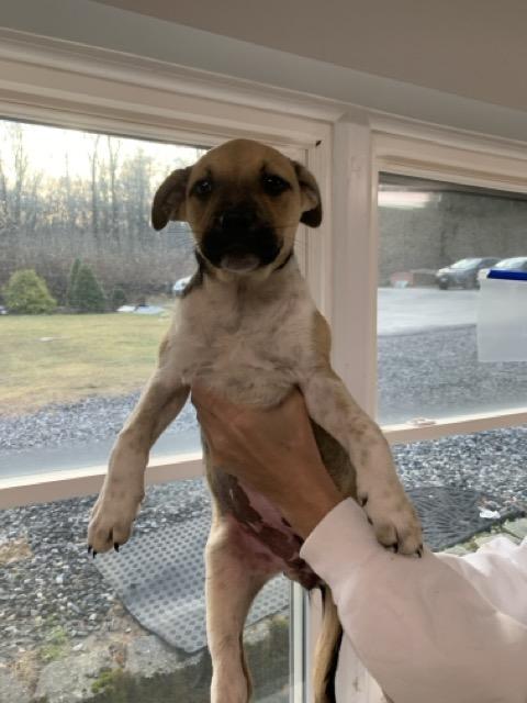 Cassidy, an adoptable mixed breed in Sparta, NJ image 6/6