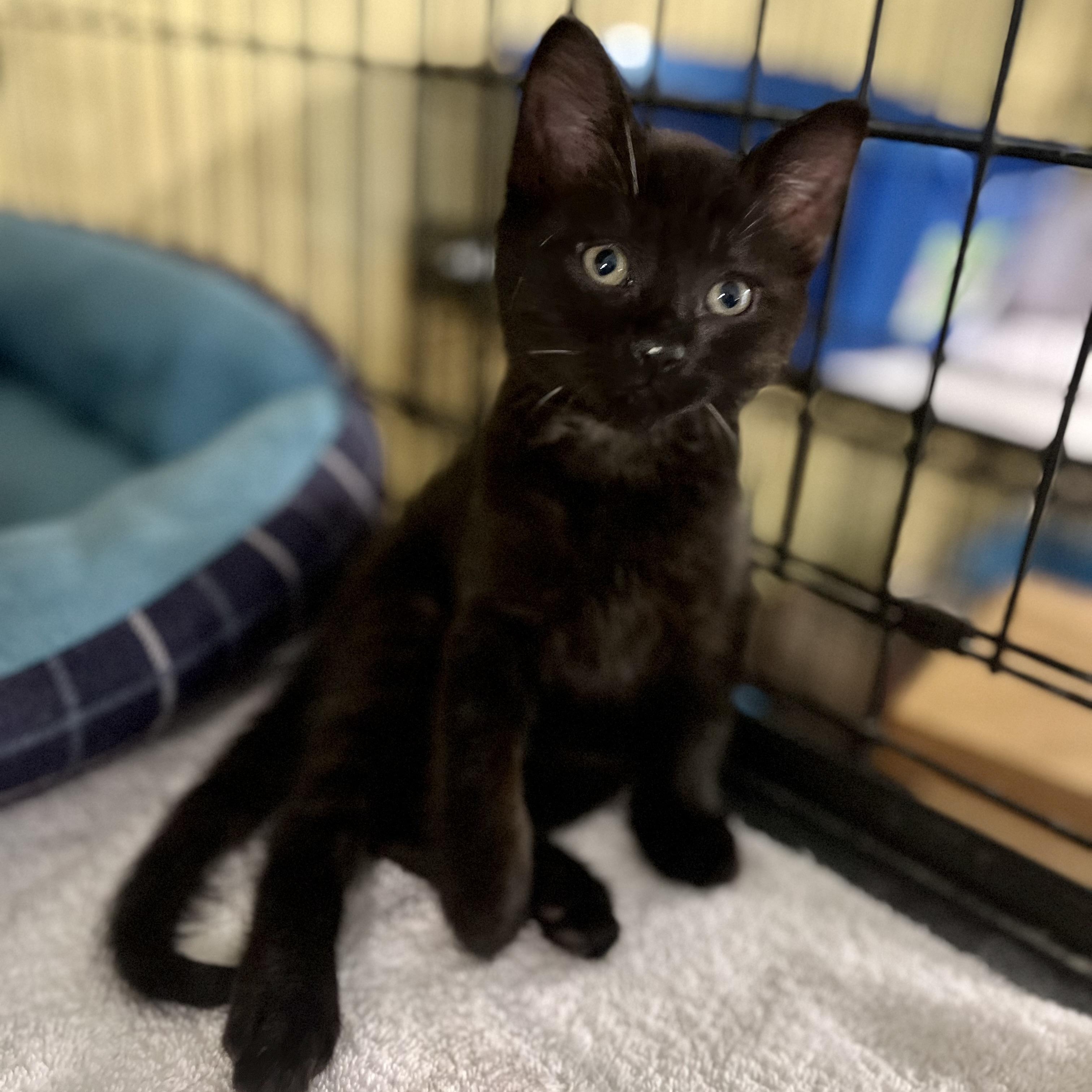 Maui Jr., Baby Male unknown