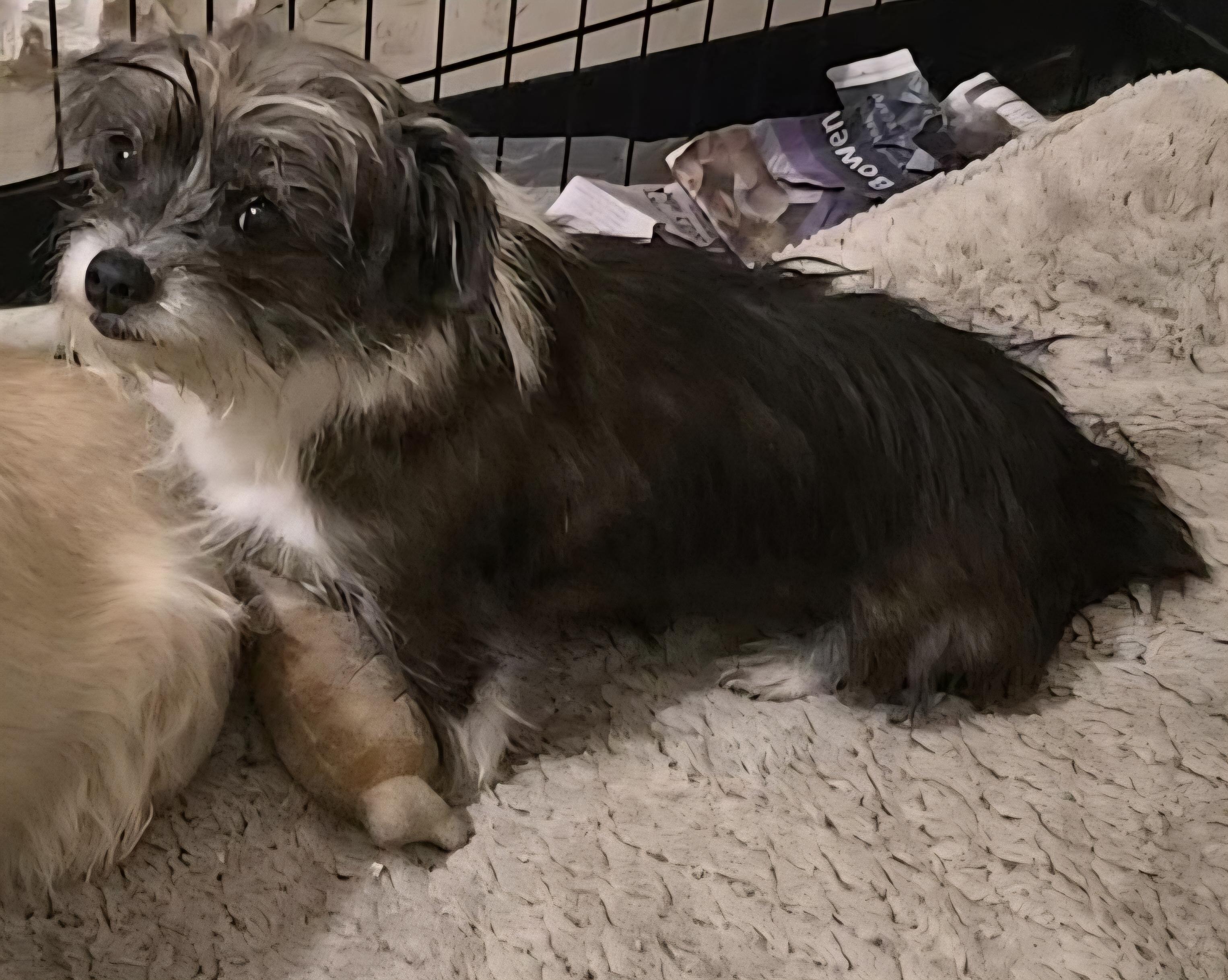 Glitterbell thumbnail 3