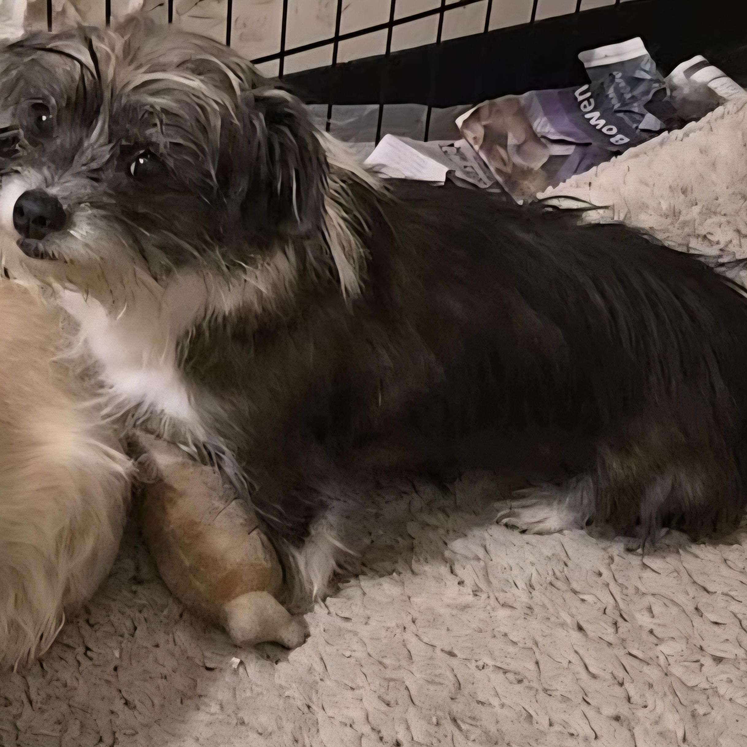 Glitterbell, a Adoptable mixed breed in LaGrange, IN image 3/4