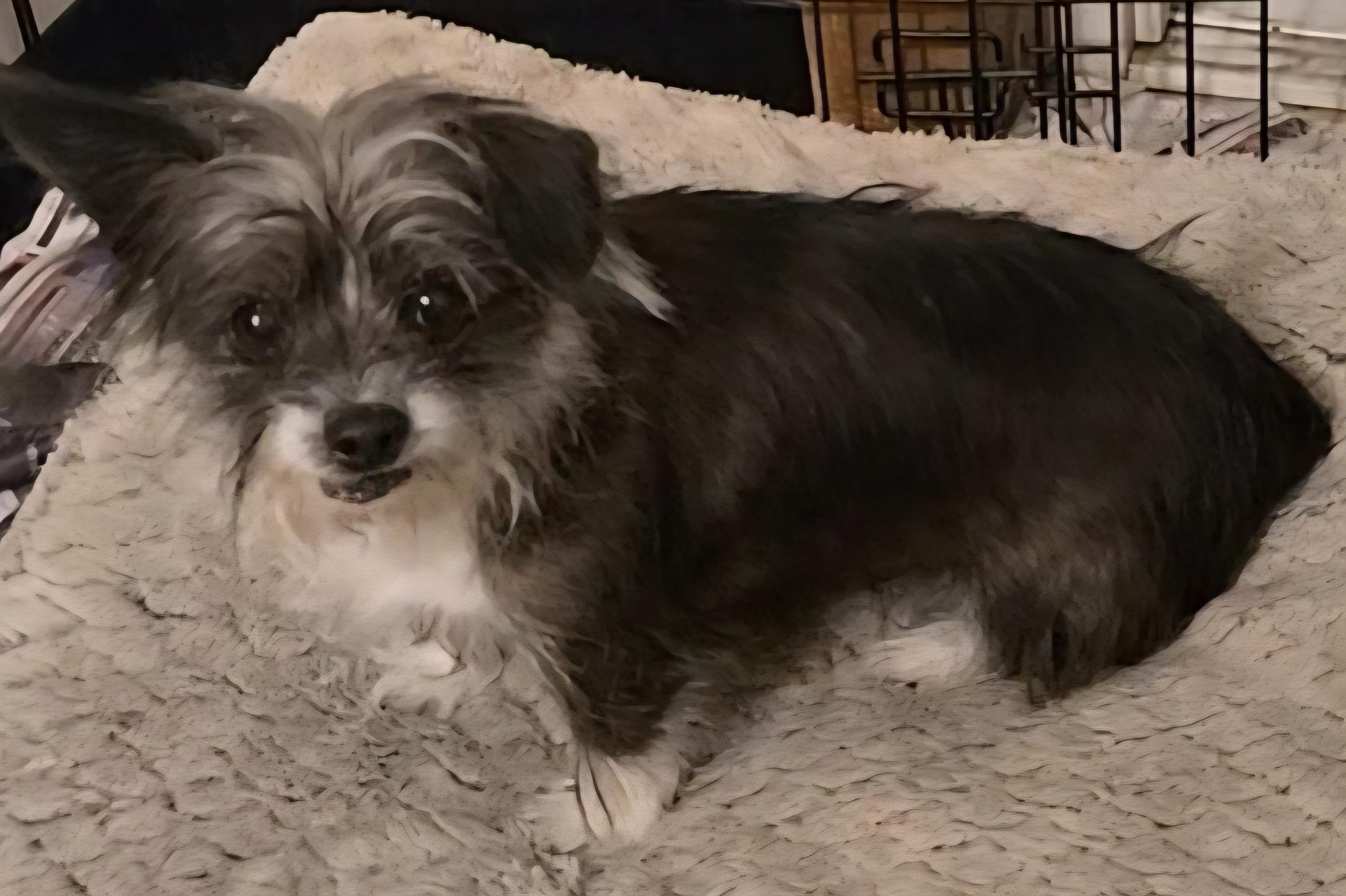 Glitterbell thumbnail 2