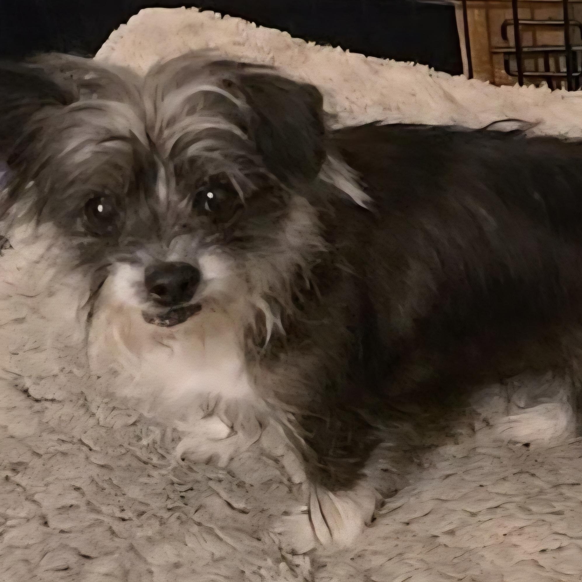 Glitterbell, a Adoptable mixed breed in LaGrange, IN image 2/4