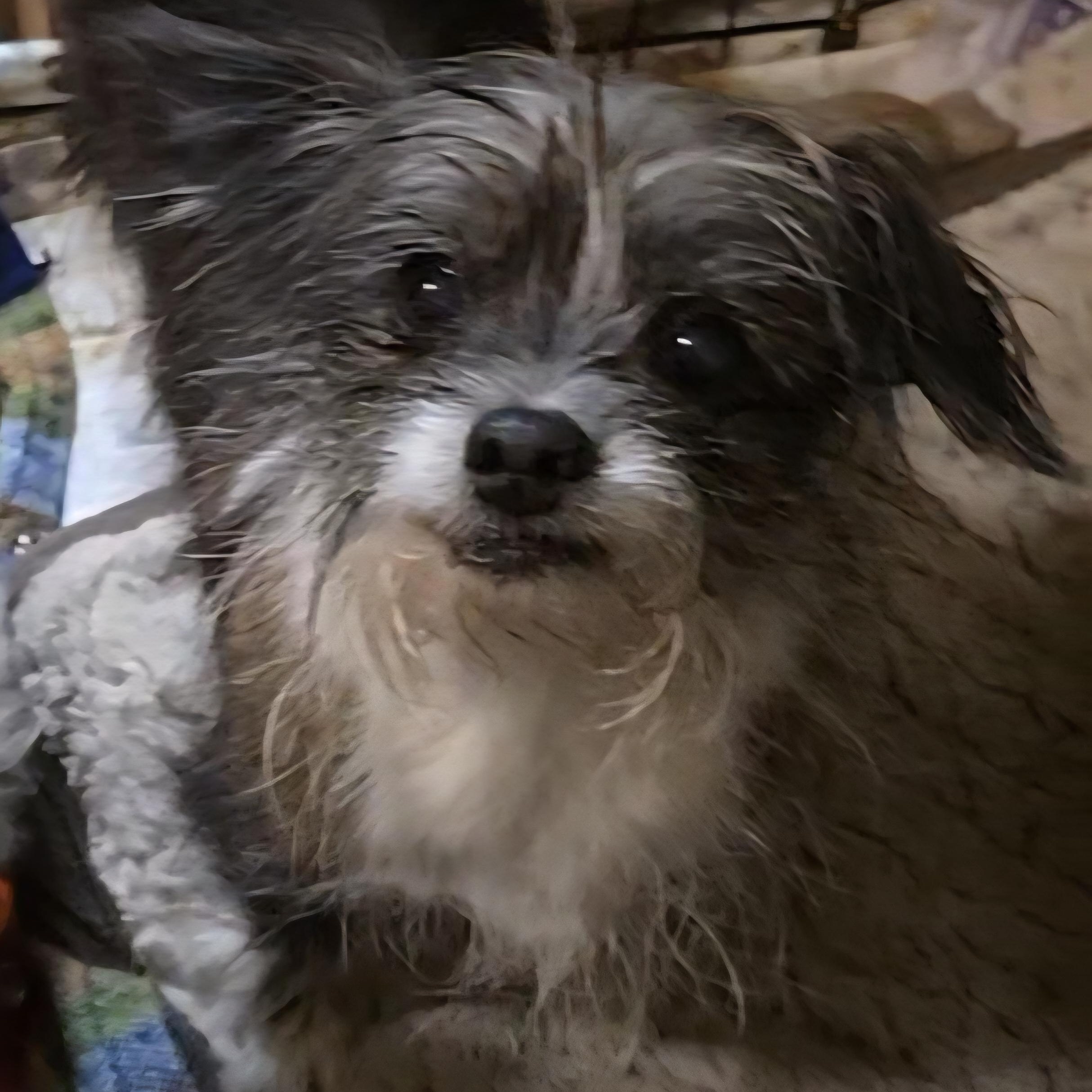 Glitterbell, Adoptable, Adult Female Shorkie & Shih Tzu.