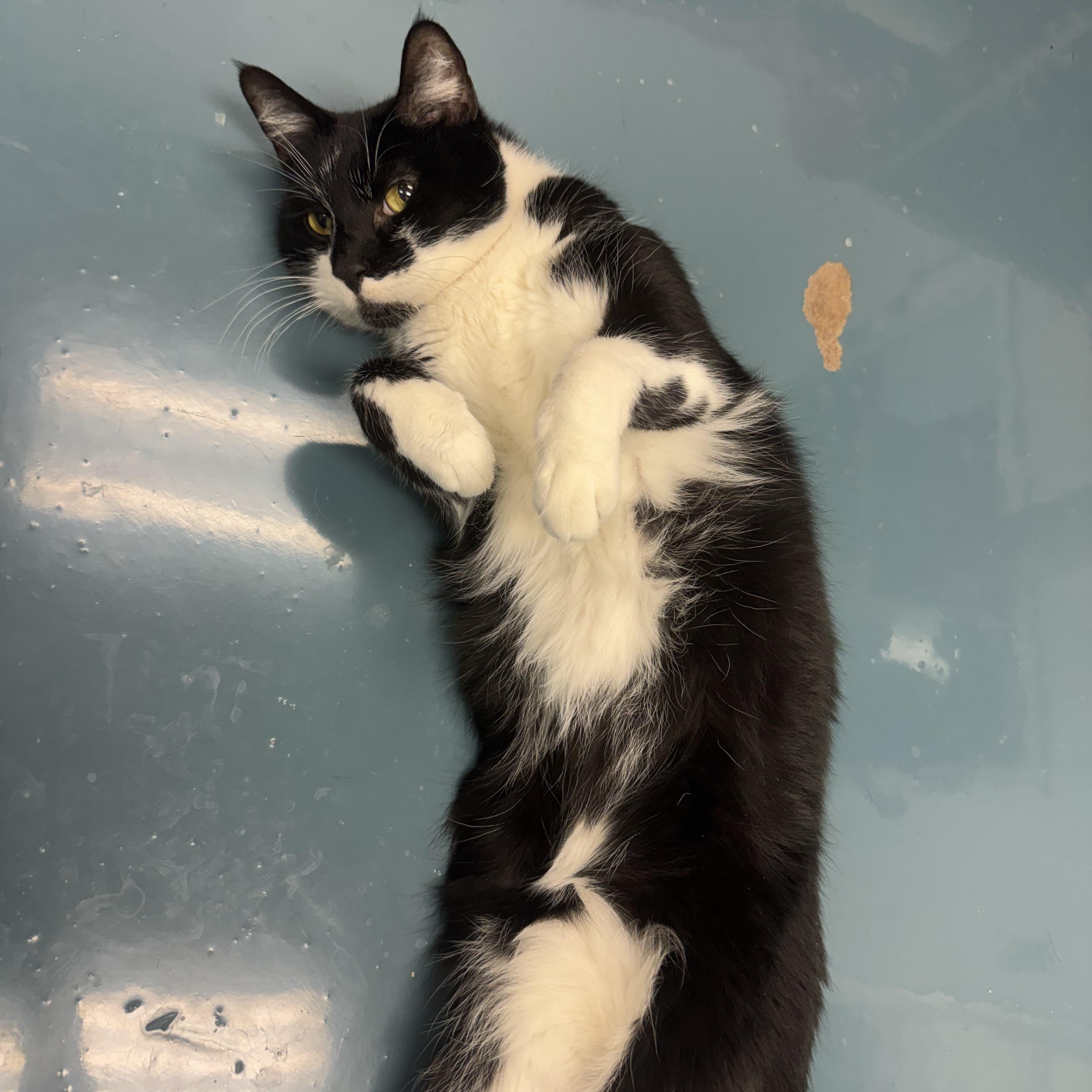 Enlarge Ollie, a Adoptable Domestic Short Hair in Crystal Lake, IL image 5/5