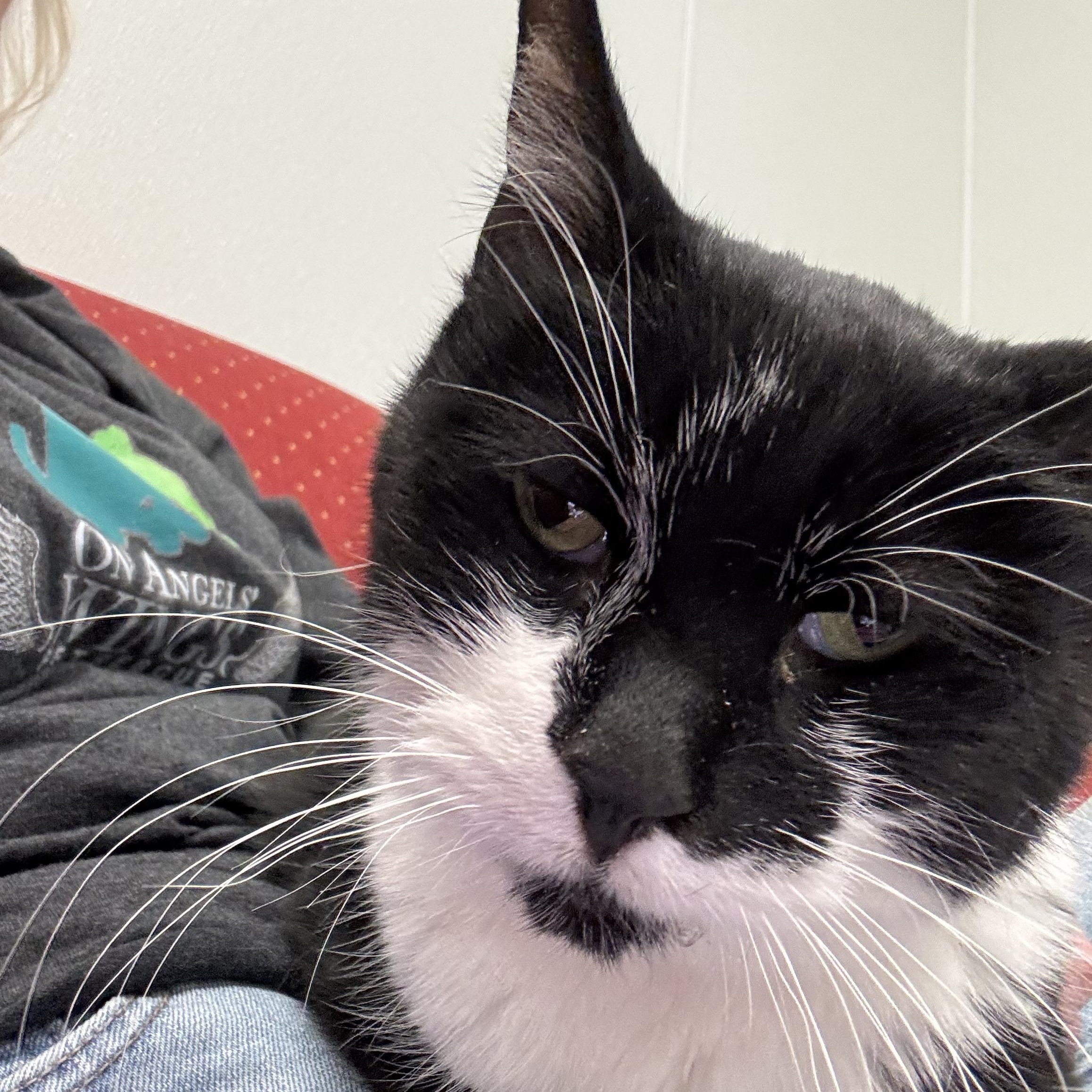 Enlarge Ollie, a Adoptable Domestic Short Hair in Crystal Lake, IL image 2/5