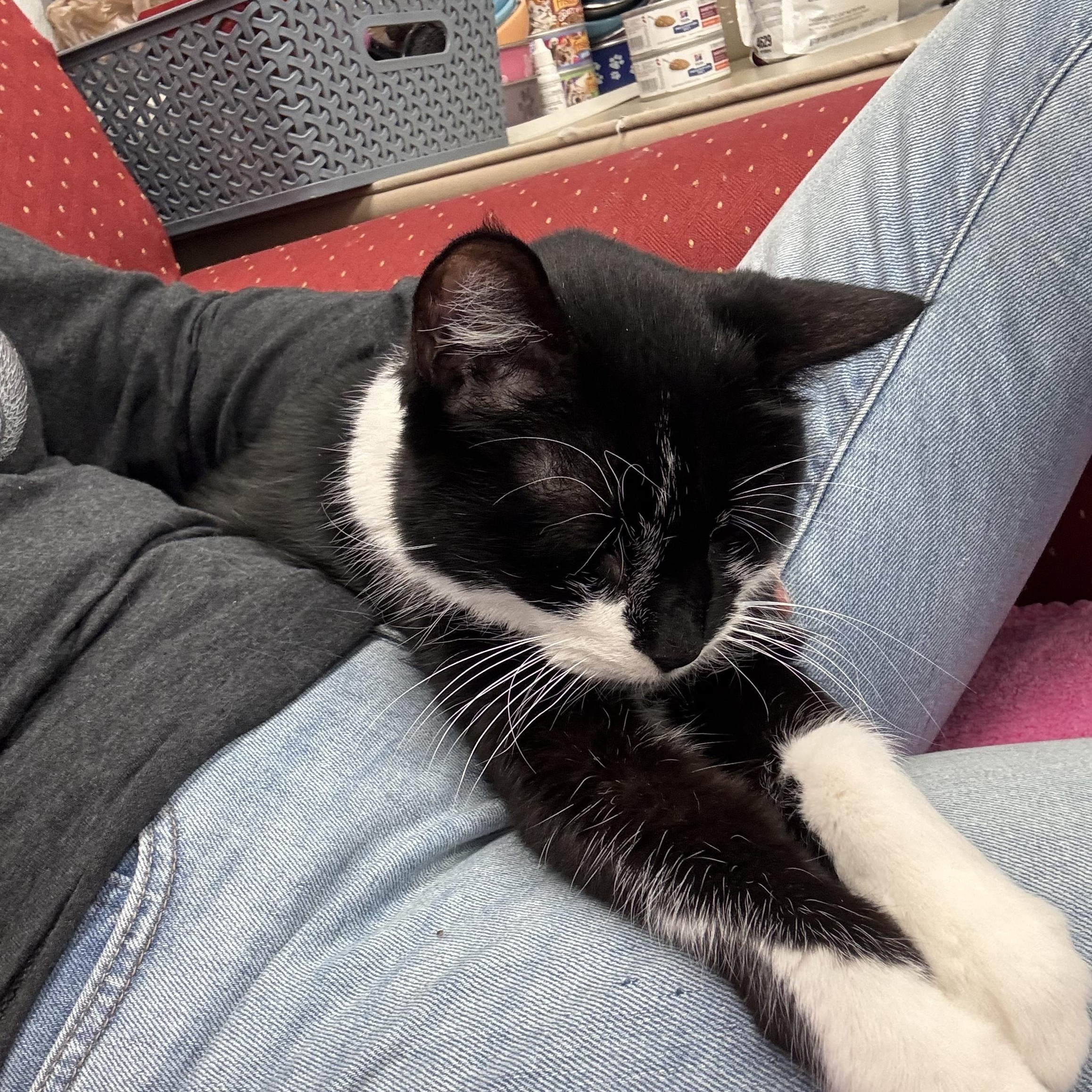 Enlarge Ollie, a Adoptable Domestic Short Hair in Crystal Lake, IL image 3/5