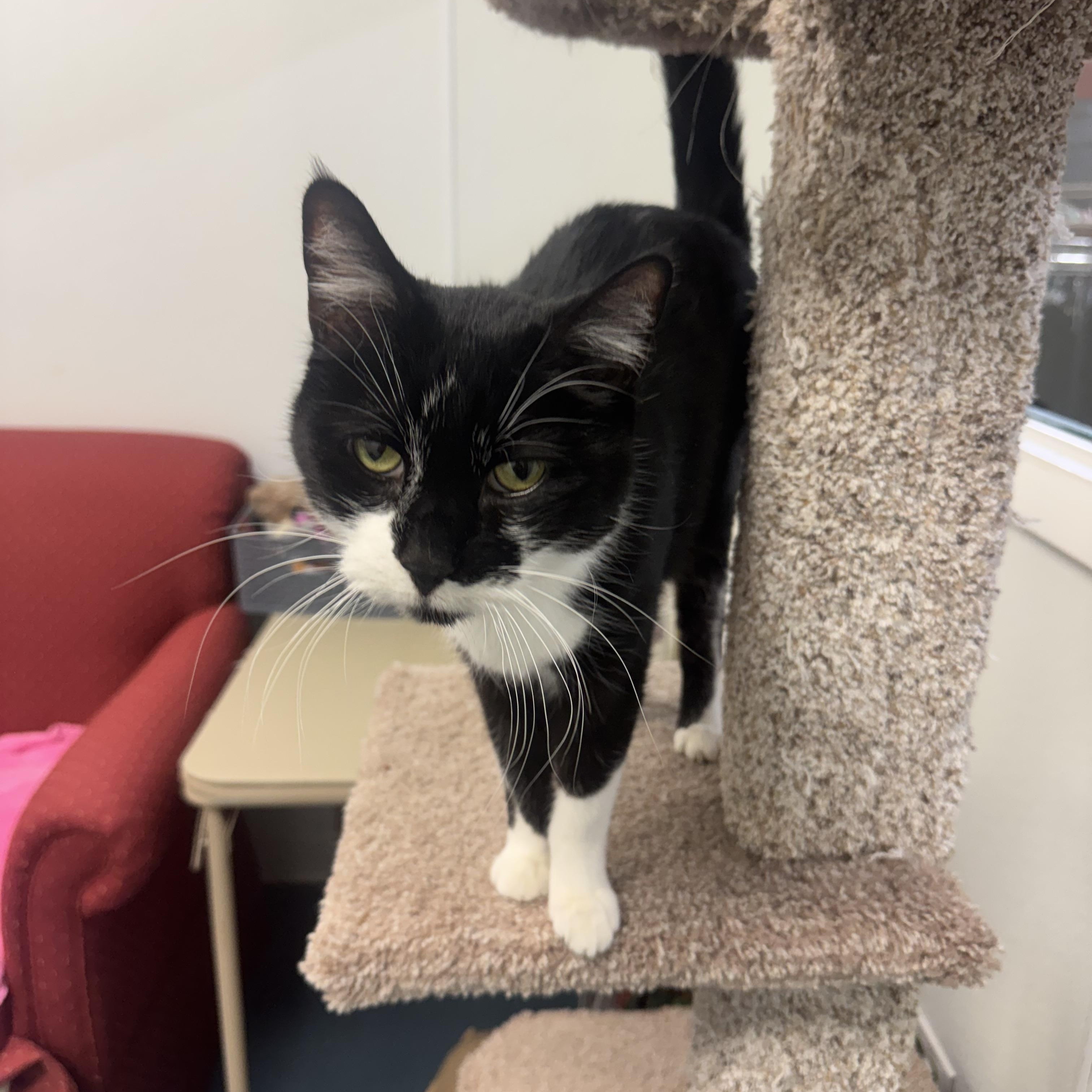 Enlarge Ollie, a Adoptable Domestic Short Hair in Crystal Lake, IL image 1/5