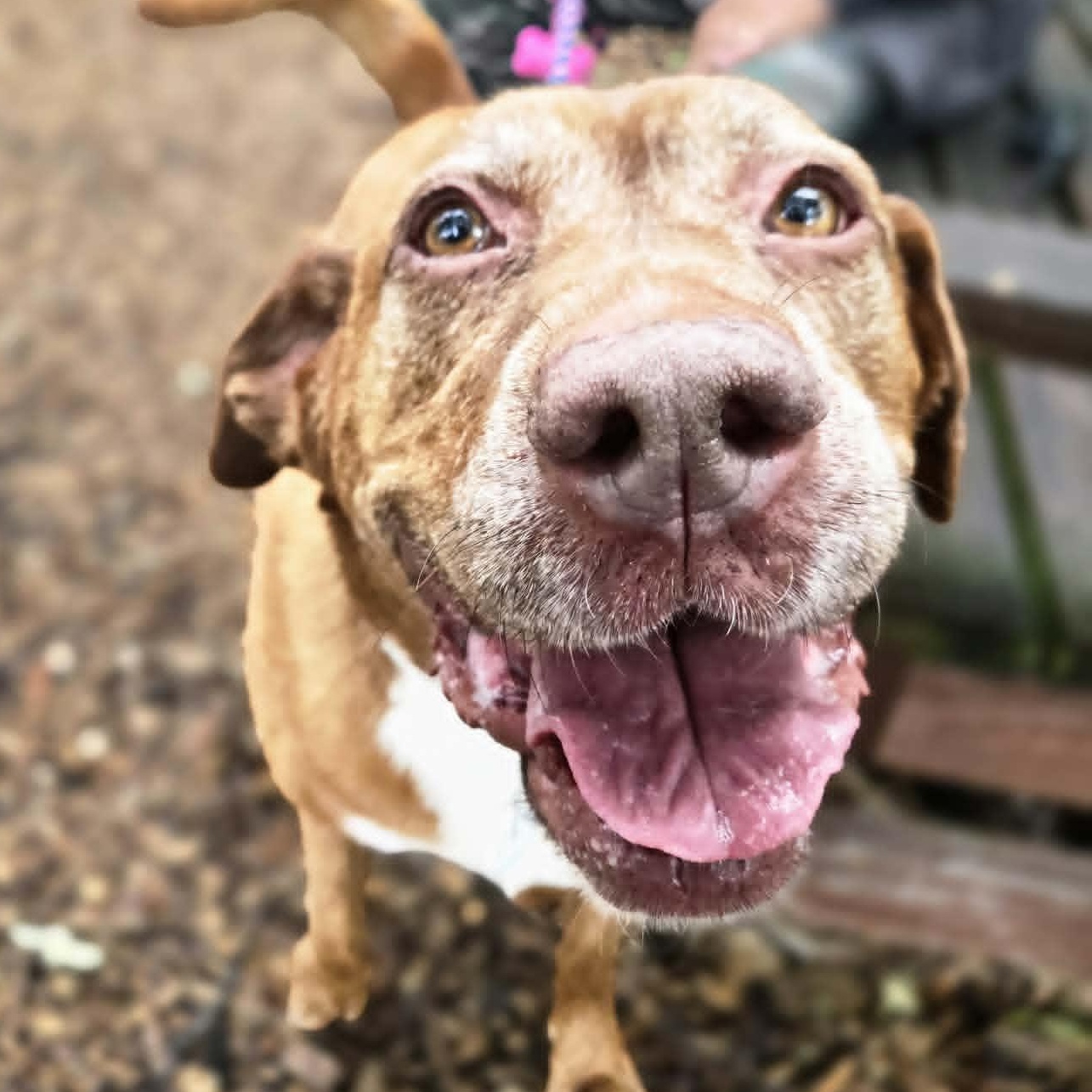 Hershey, adoptable, Adult Female Labrador Retriever.