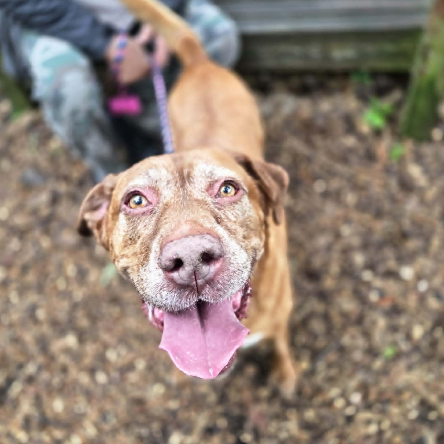 Hershey, an adoptable mixed breed in Severn, MD image 5/5