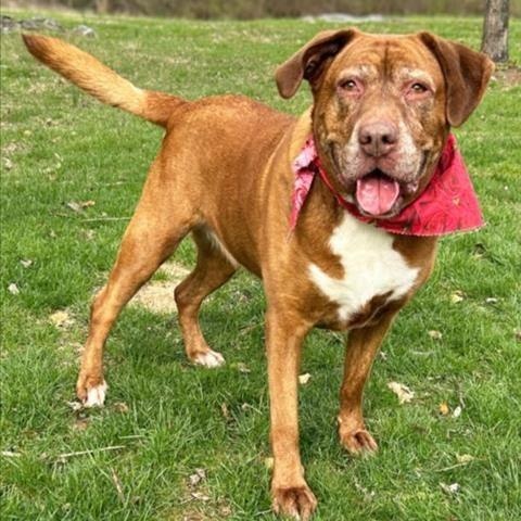 Hershey, an adoptable mixed breed in Severn, MD image 2/5