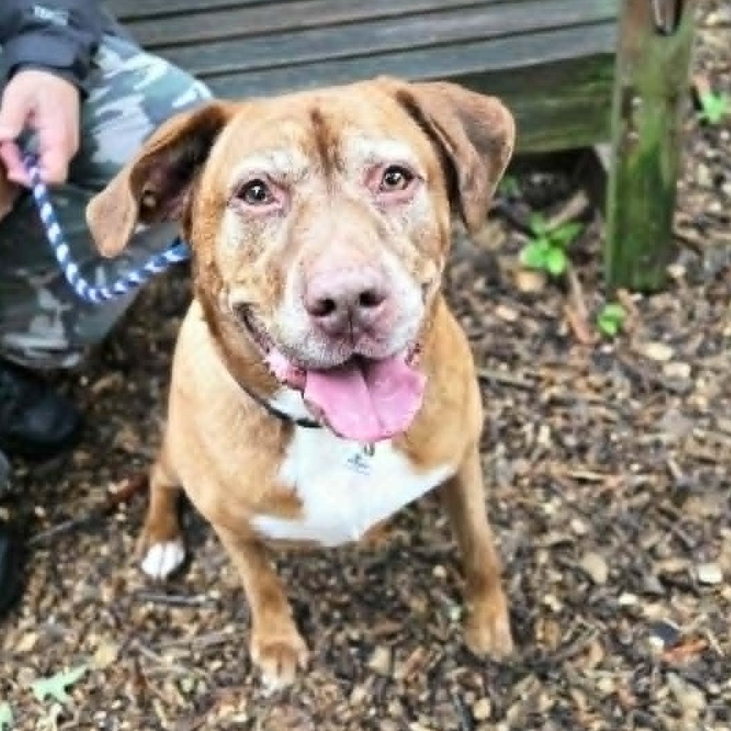 Hershey, an adoptable mixed breed in Severn, MD image 3/5