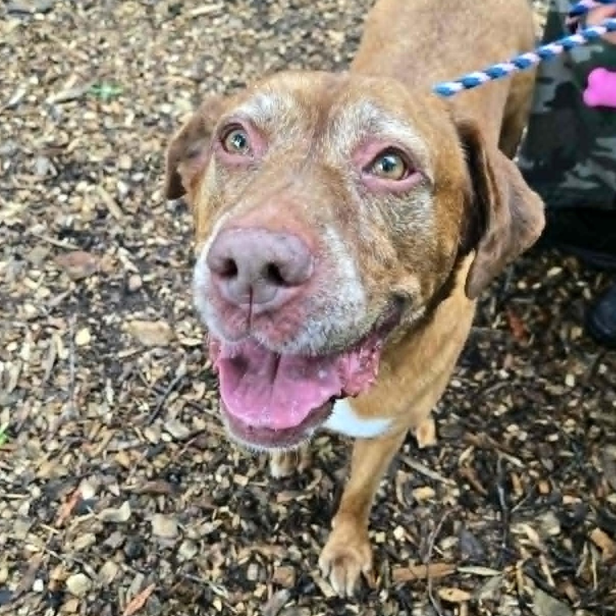Hershey, an adoptable mixed breed in Severn, MD image 4/5