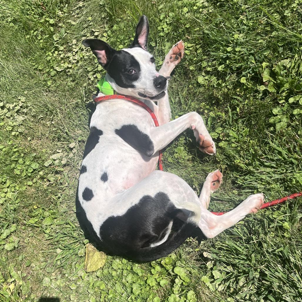 Cookie, Adoptable, Adult Female Terrier.