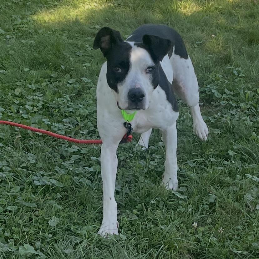Enlarge Cookie, a Adoptable Terrier in Delaware, OH image 2/6