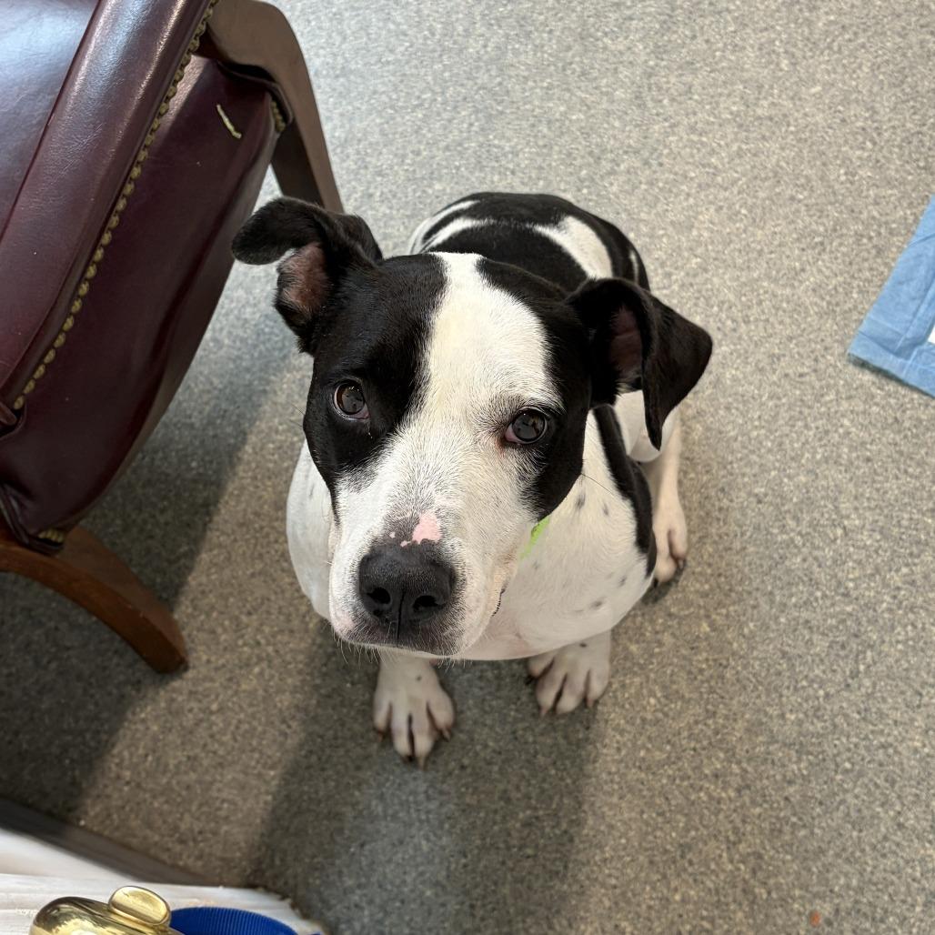 Enlarge Cookie, a Adoptable Terrier in Delaware, OH image 3/6