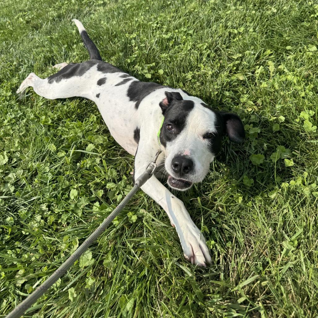 Enlarge Cookie, a Adoptable Terrier in Delaware, OH image 4/6