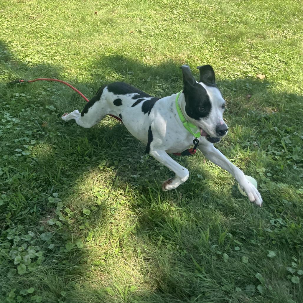 Enlarge Cookie, a Adoptable Terrier in Delaware, OH image 5/6