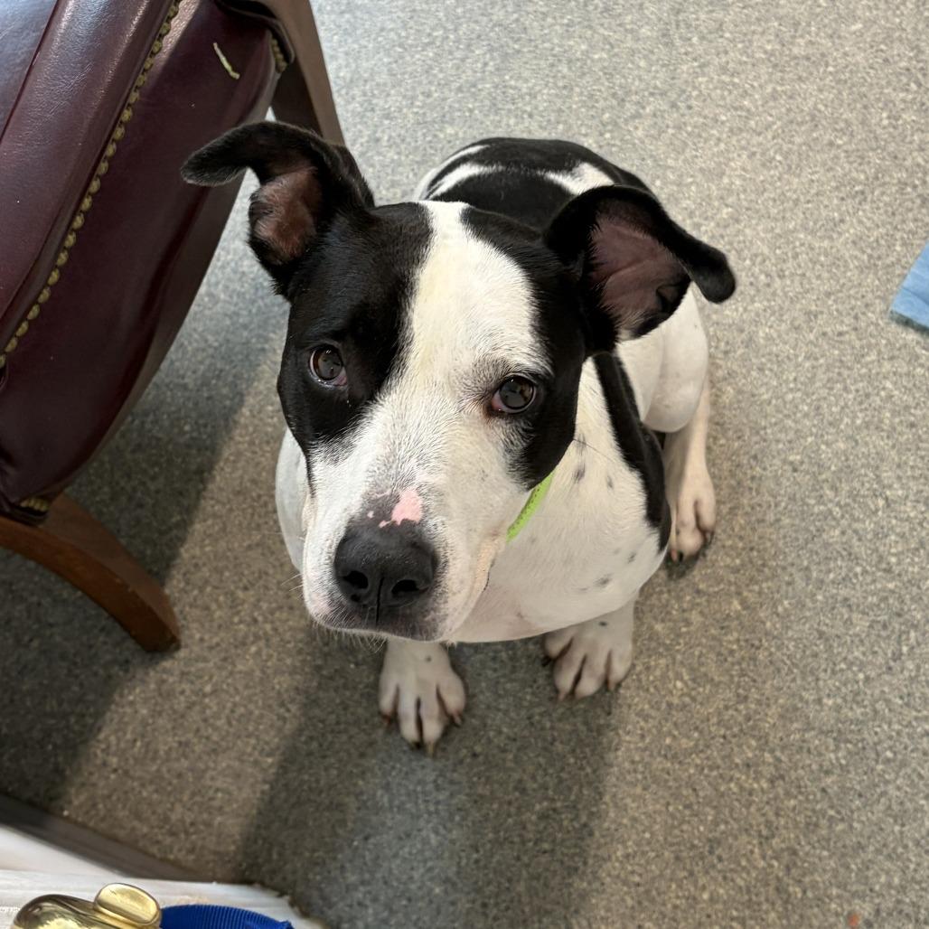 Enlarge Cookie, a Adoptable Terrier in Delaware, OH image 6/6