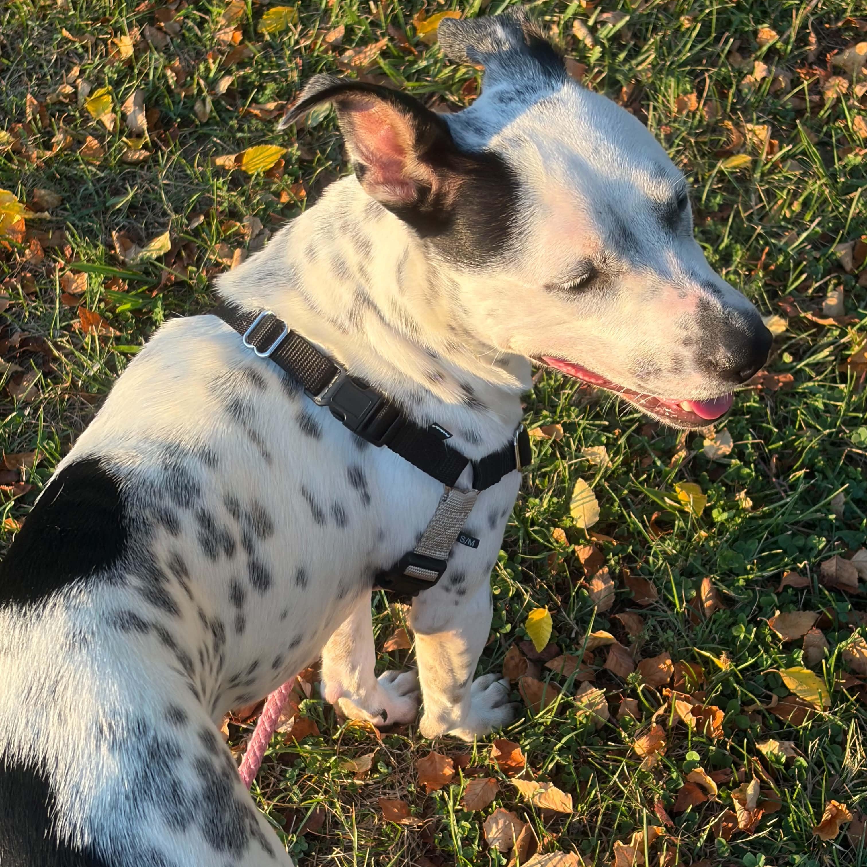 Enlarge Missy, a Adoptable mixed breed in Virginia Beach , VA image 3/5