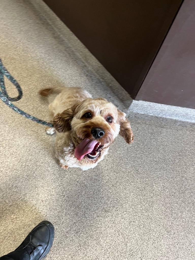 Enlarge Crash/Louis, a Adoptable mixed breed in Troy, OH image 1/1