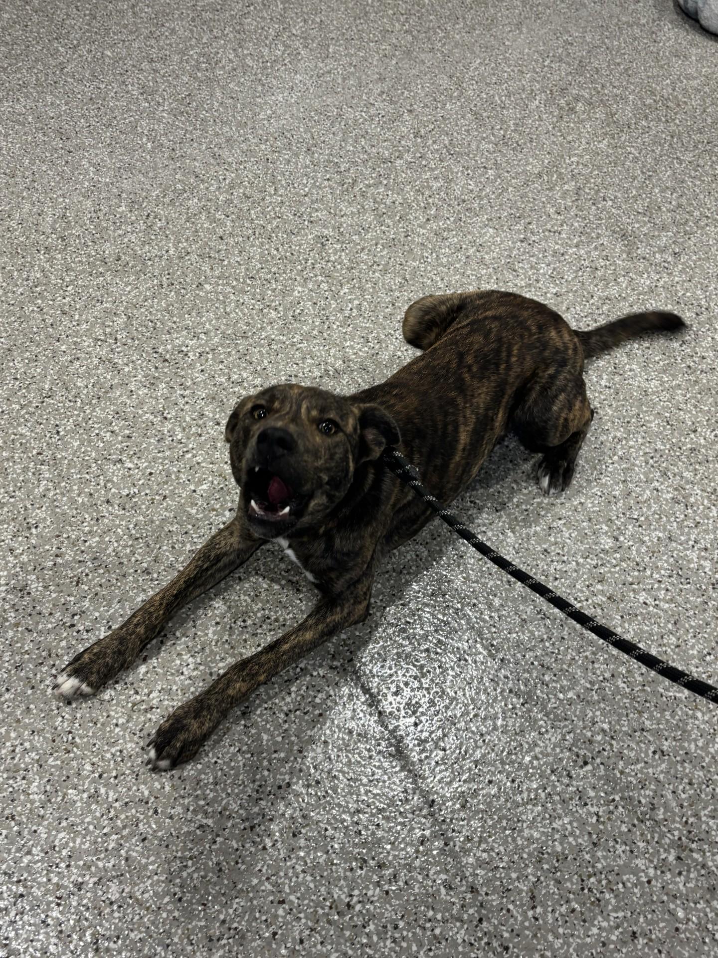 Enlarge Star Fox, a ADOPTABLE mixed breed in Shepherdsville, KY image 4/4